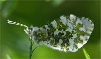 aurore de la cardamine, femelle