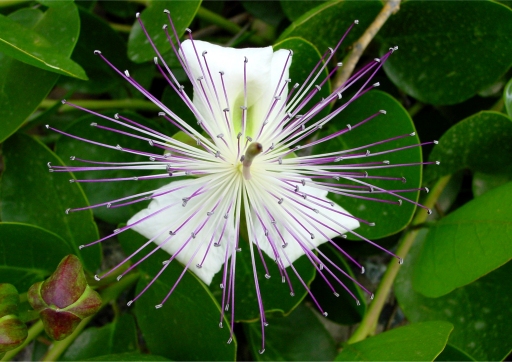 Capparis spinosa - câprier épineux