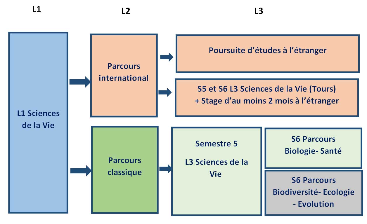 Organisation de la Licence Sciences de la Vie