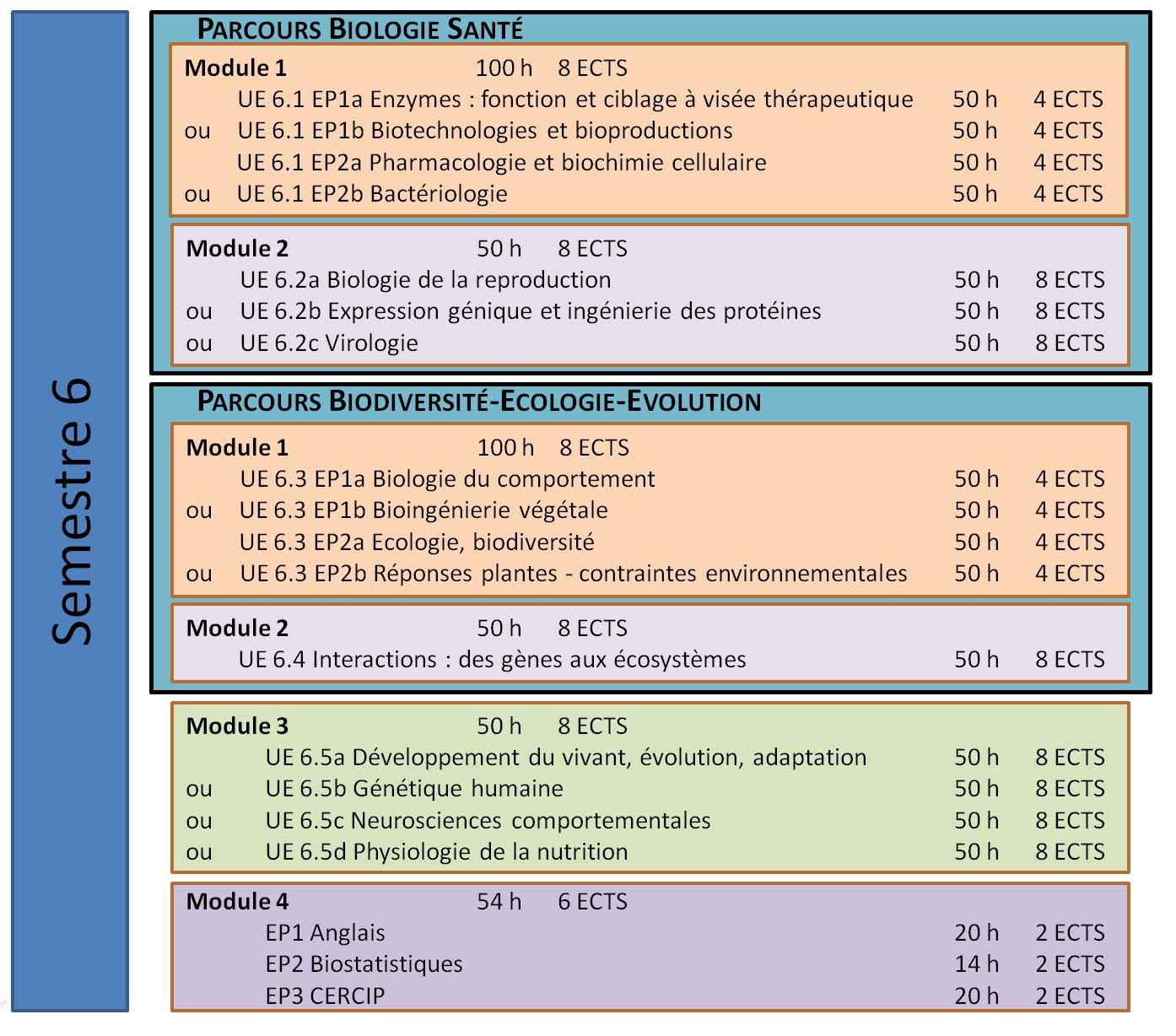 organisation semestre 6