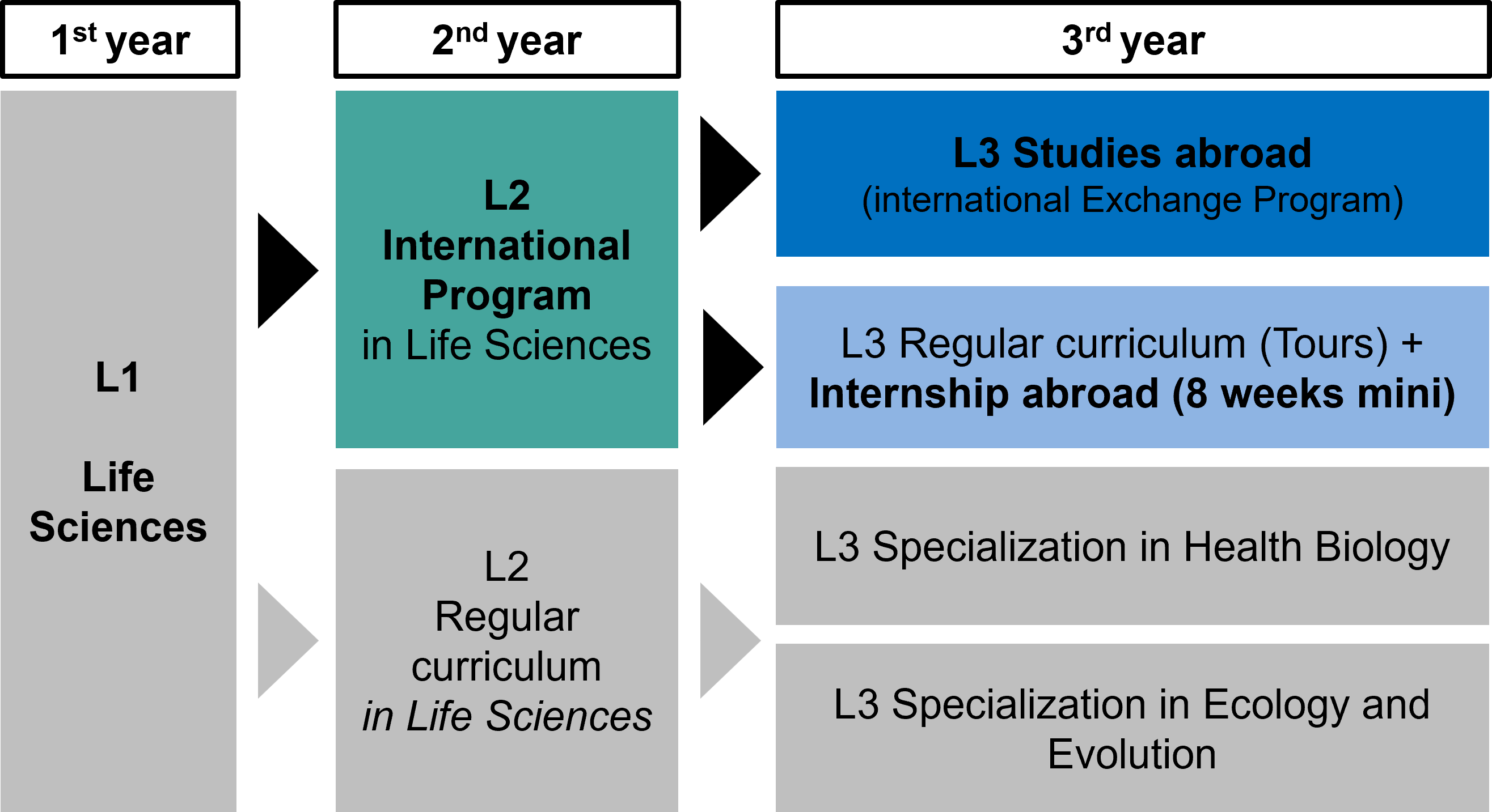 model structure