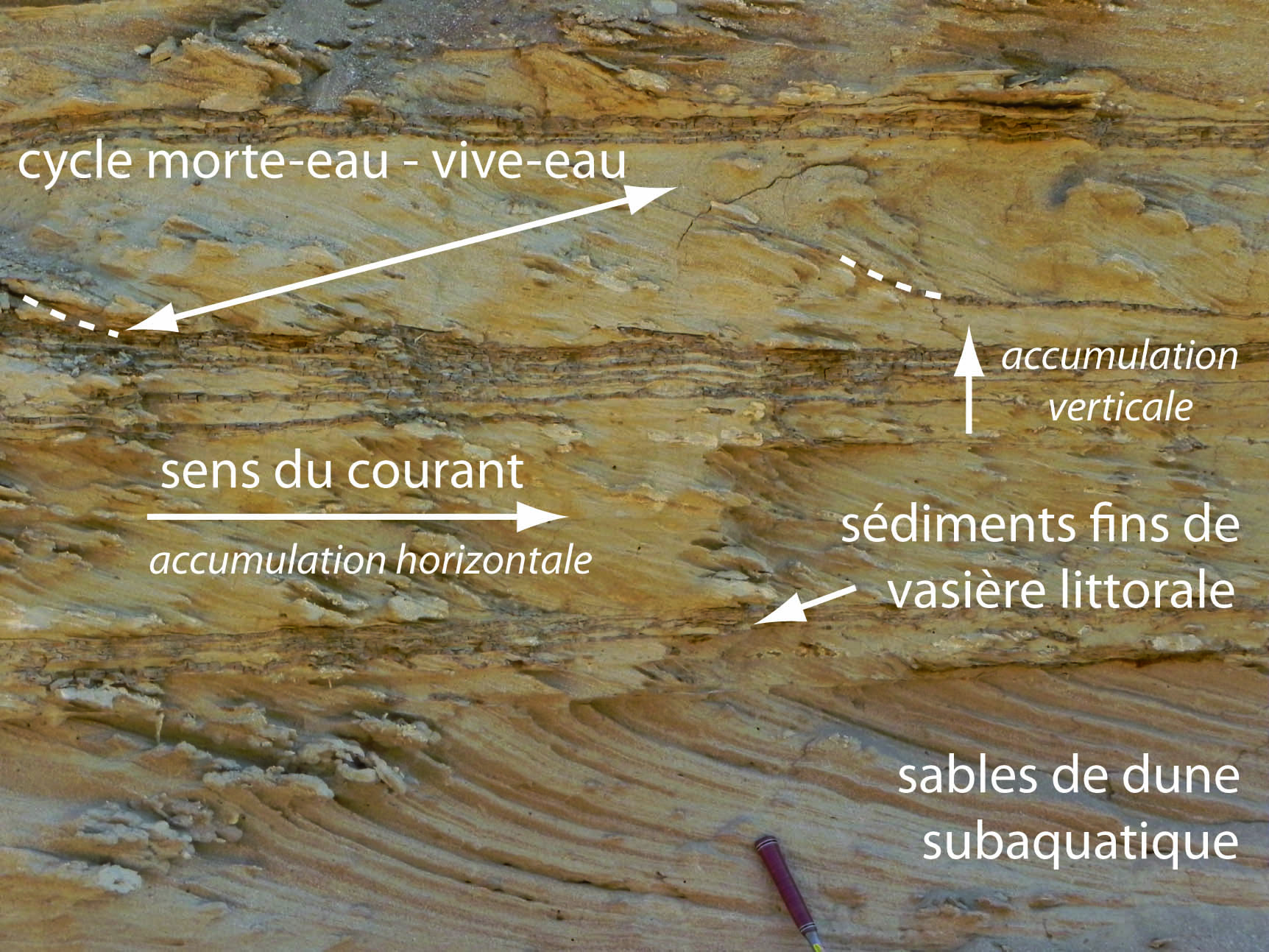 Témoins sédimentaires de l'environnement de dépôt des faluns miocènes (Contres)